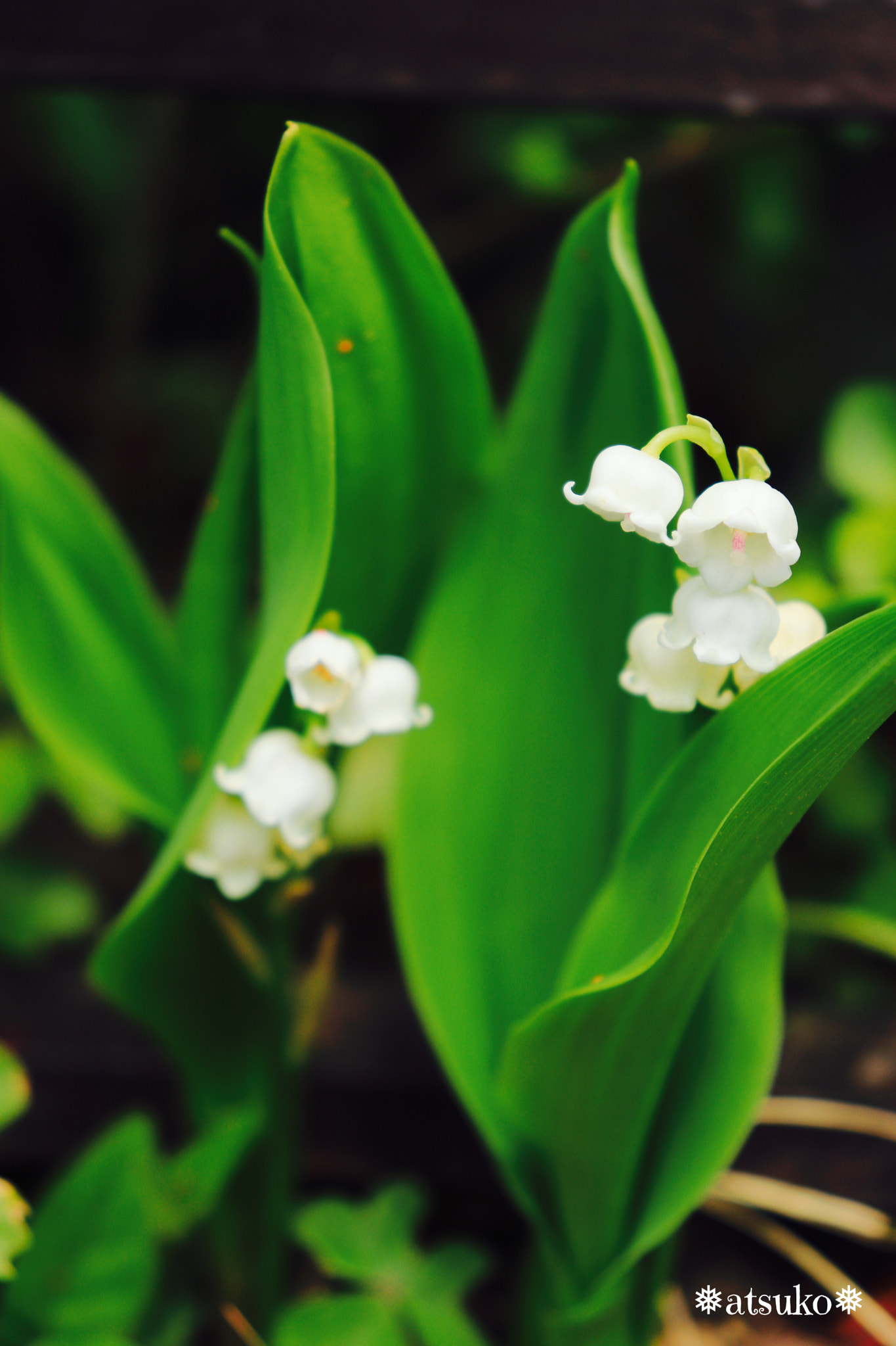 Canon EOS 200D (EOS Rebel SL2 / EOS Kiss X9) sample photo. Lily of the valley photography