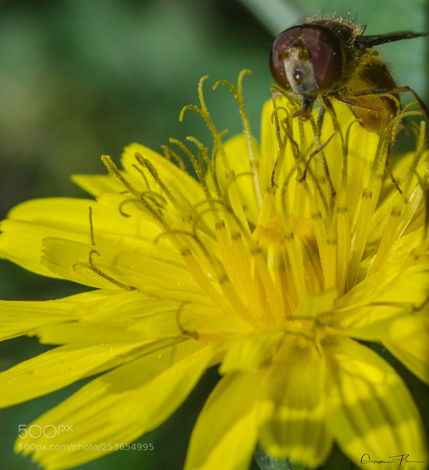 Nikon D5100 sample photo. Cvcxvcxvcx photography
