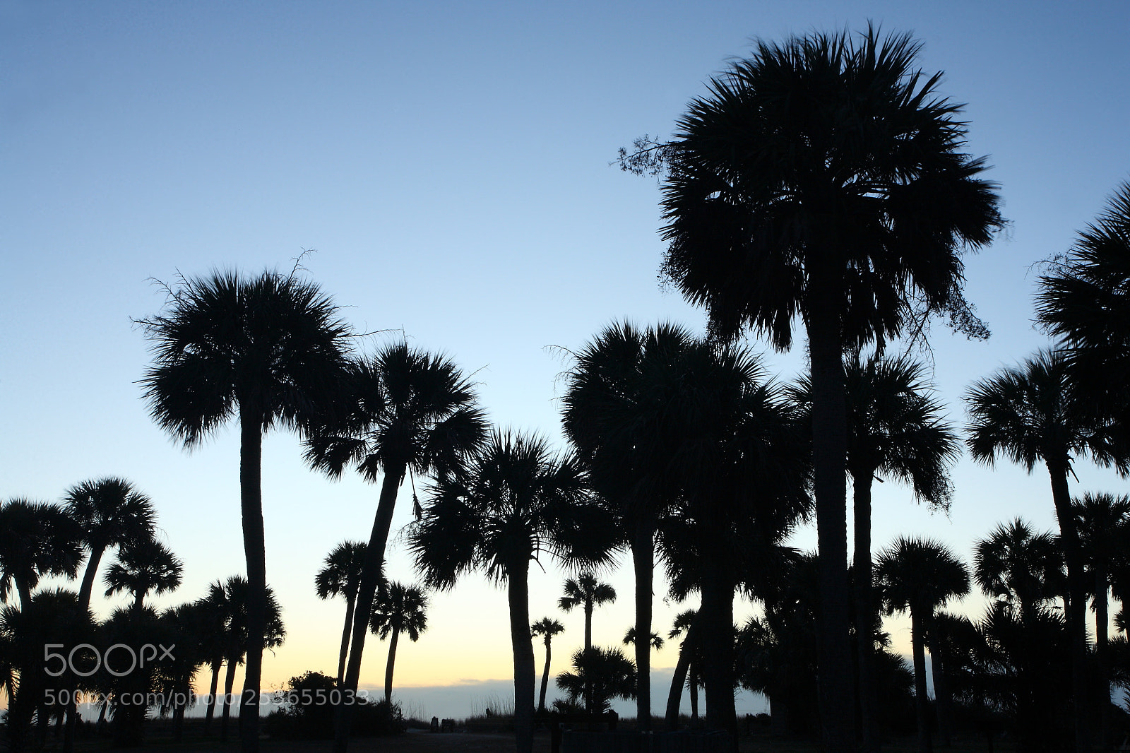 Canon EOS 5D sample photo. Palmettos at dawn, edisto photography