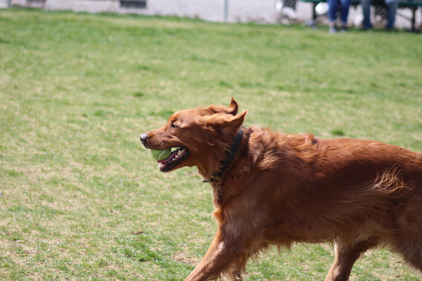 Canon EOS 1300D (EOS Rebel T6 / EOS Kiss X80) sample photo. Auburn photography