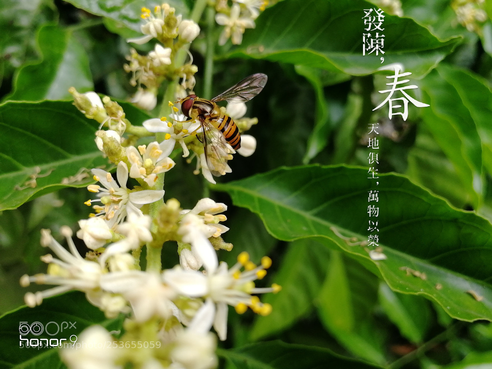 HUAWEI Honor 9 sample photo. Untitled photography