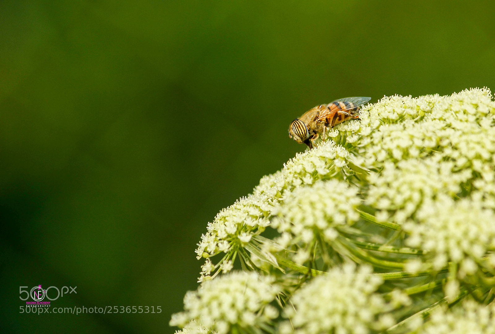 Canon EOS 60D sample photo. Untitled photography