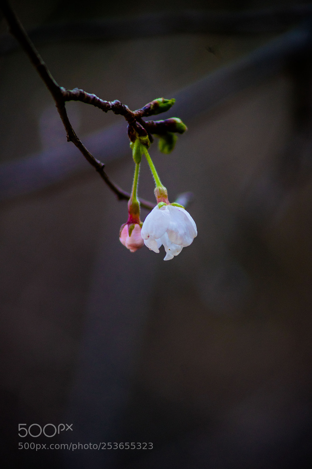 Sony a7 II sample photo. Tsushima photography