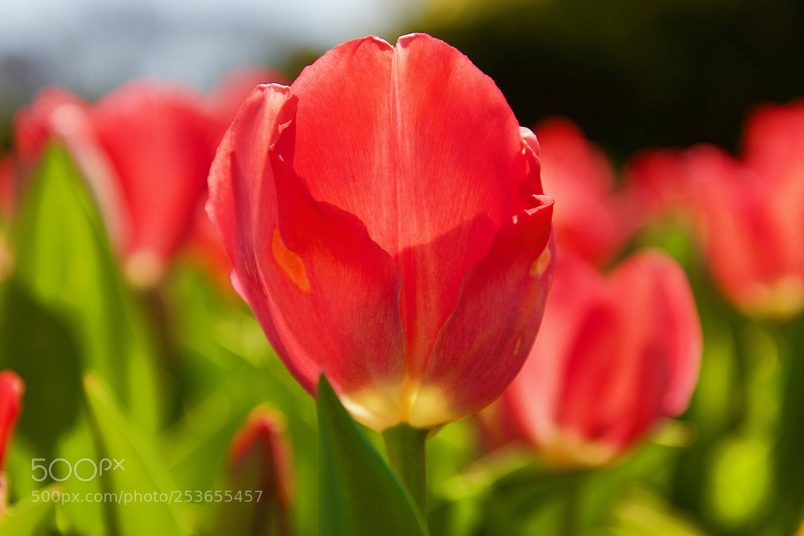Canon EOS 80D sample photo. Tulip photography