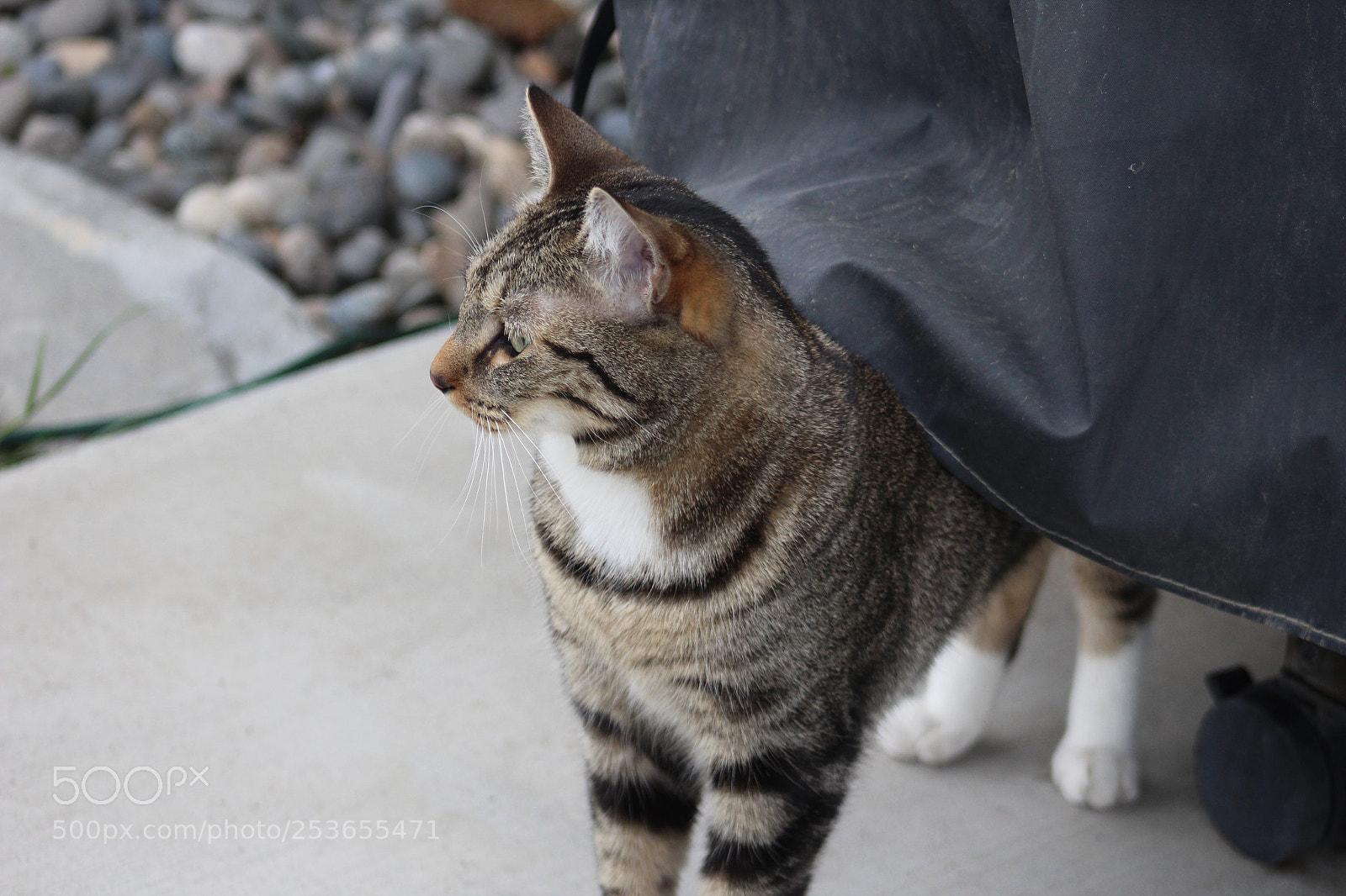 Canon EOS 1300D (EOS Rebel T6 / EOS Kiss X80) sample photo. Why, hello! photography