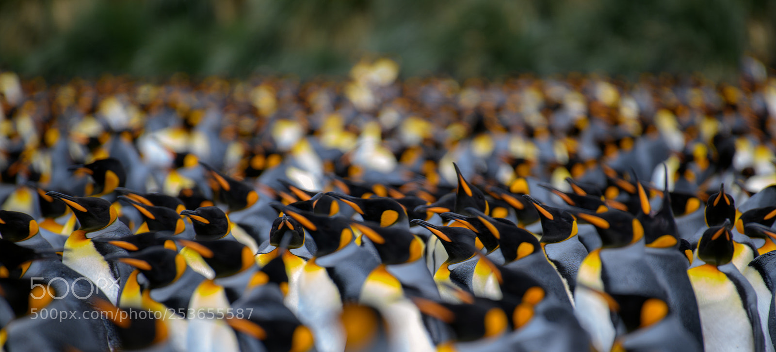 Nikon D850 sample photo. King penguin gathering photography