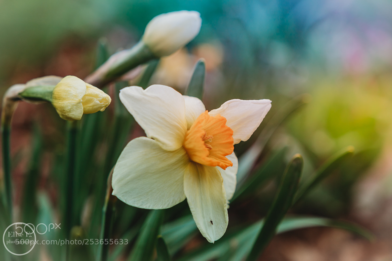 Canon EOS 6D Mark II sample photo. Daffodil photography
