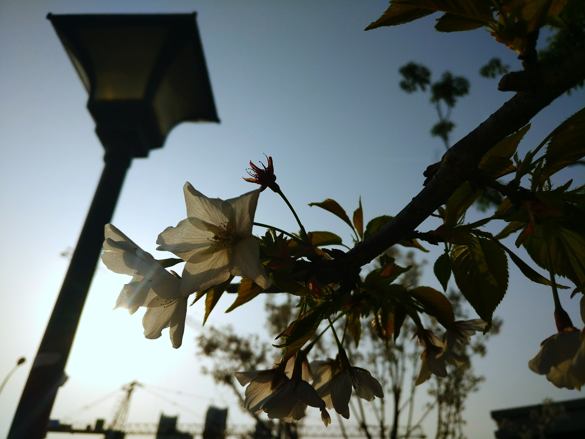 OnePlus A3010 sample photo