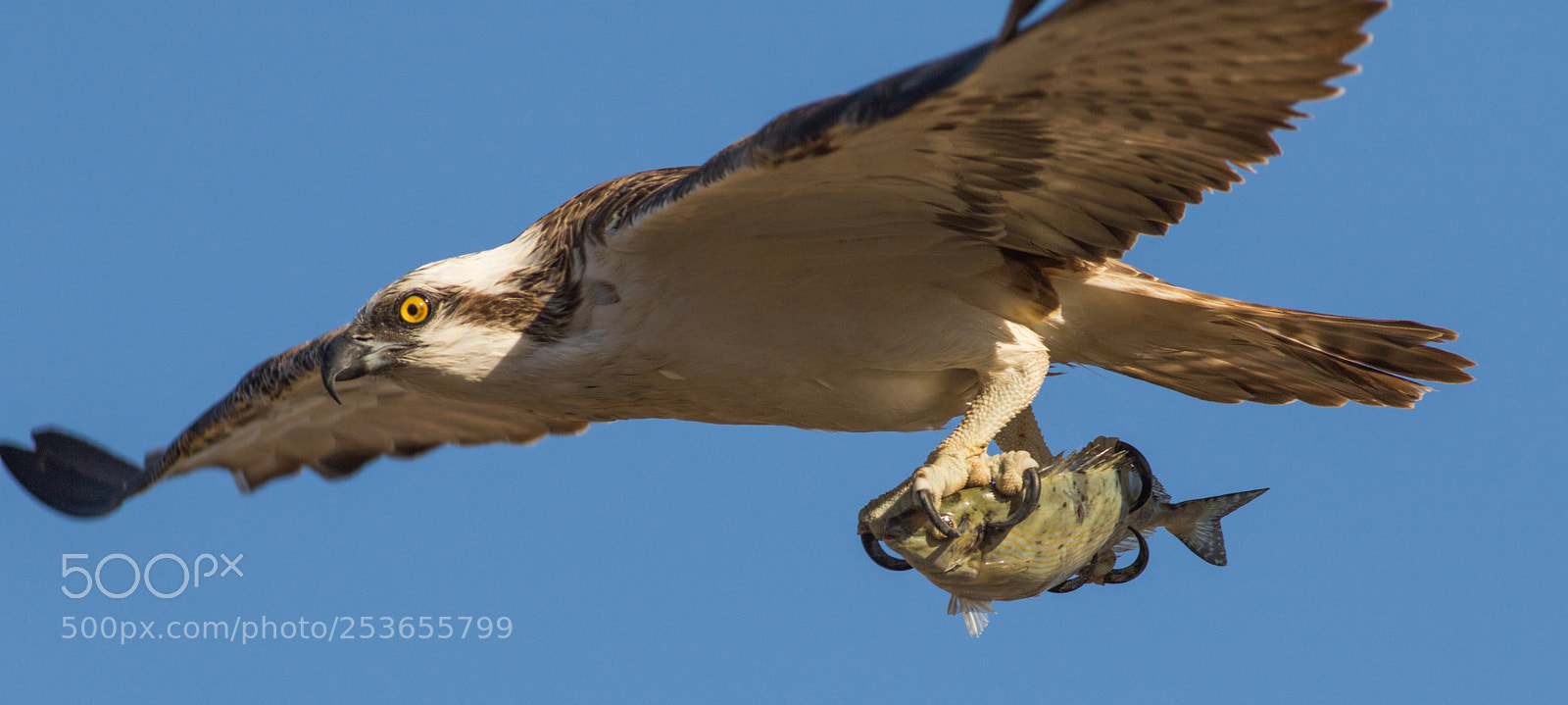 Canon EOS 7D Mark II sample photo. Osprey photography