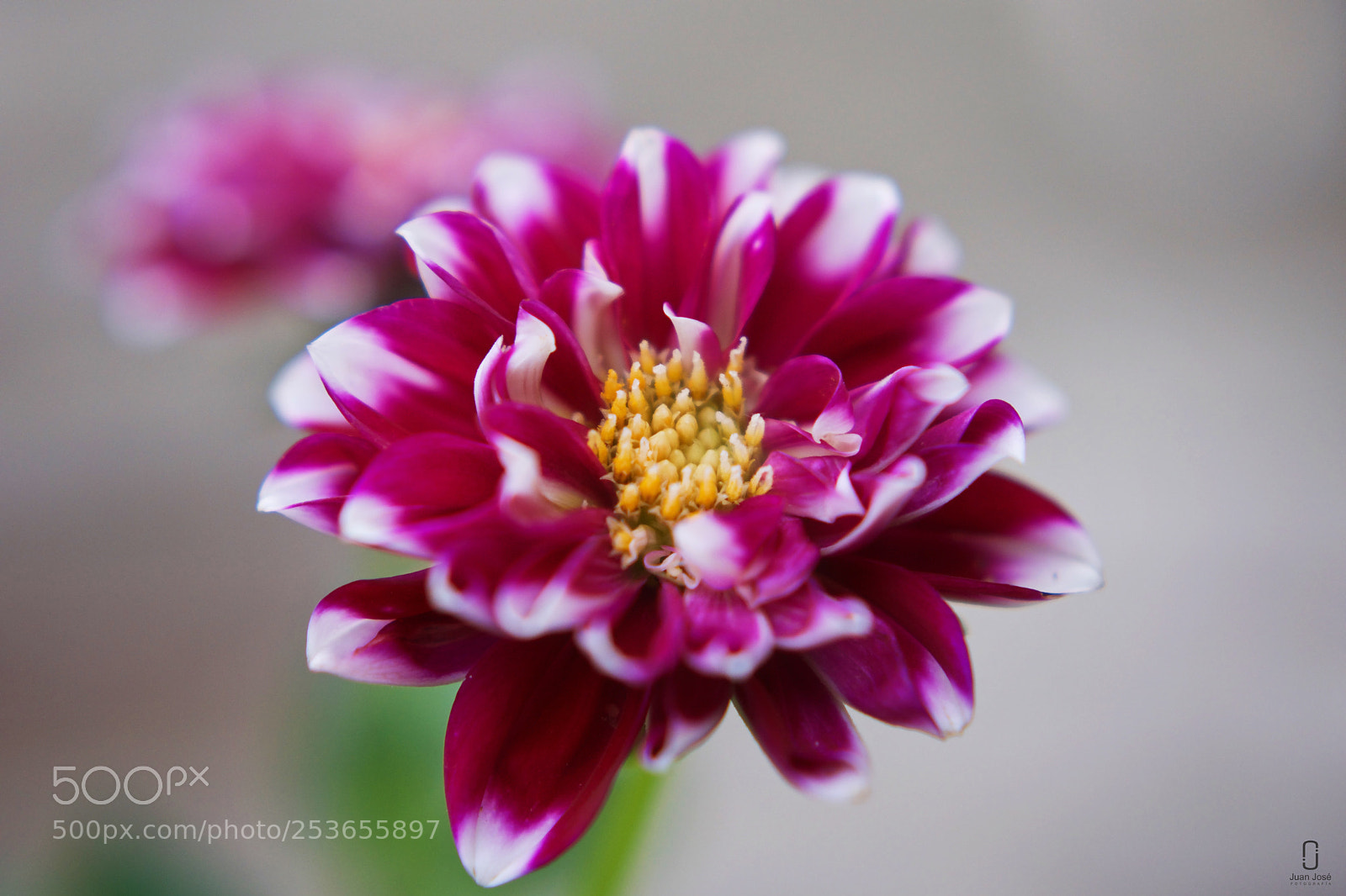 Nikon D5500 sample photo. Flores de abril photography