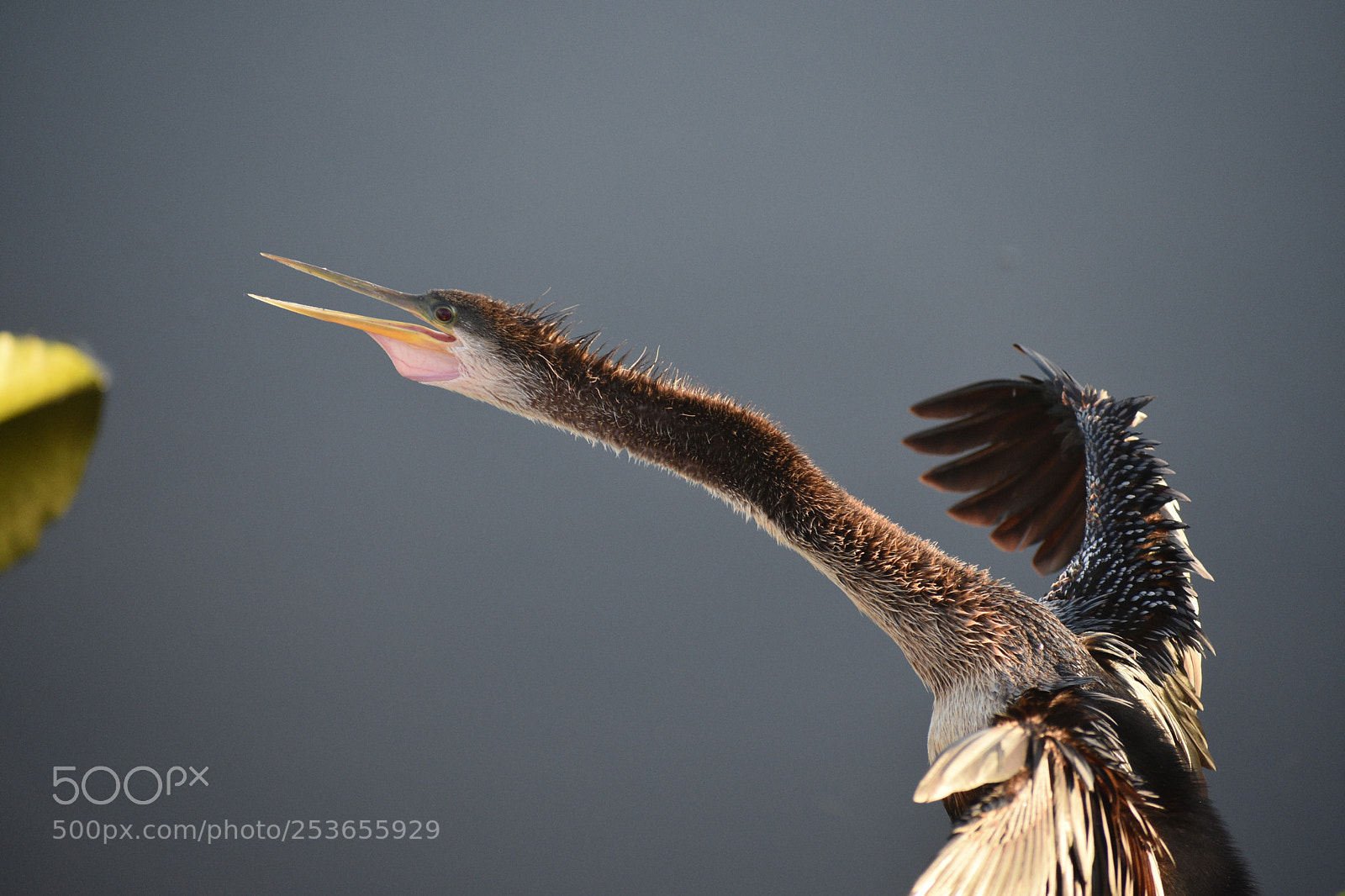 Nikon D3400 sample photo. Anhinga photography