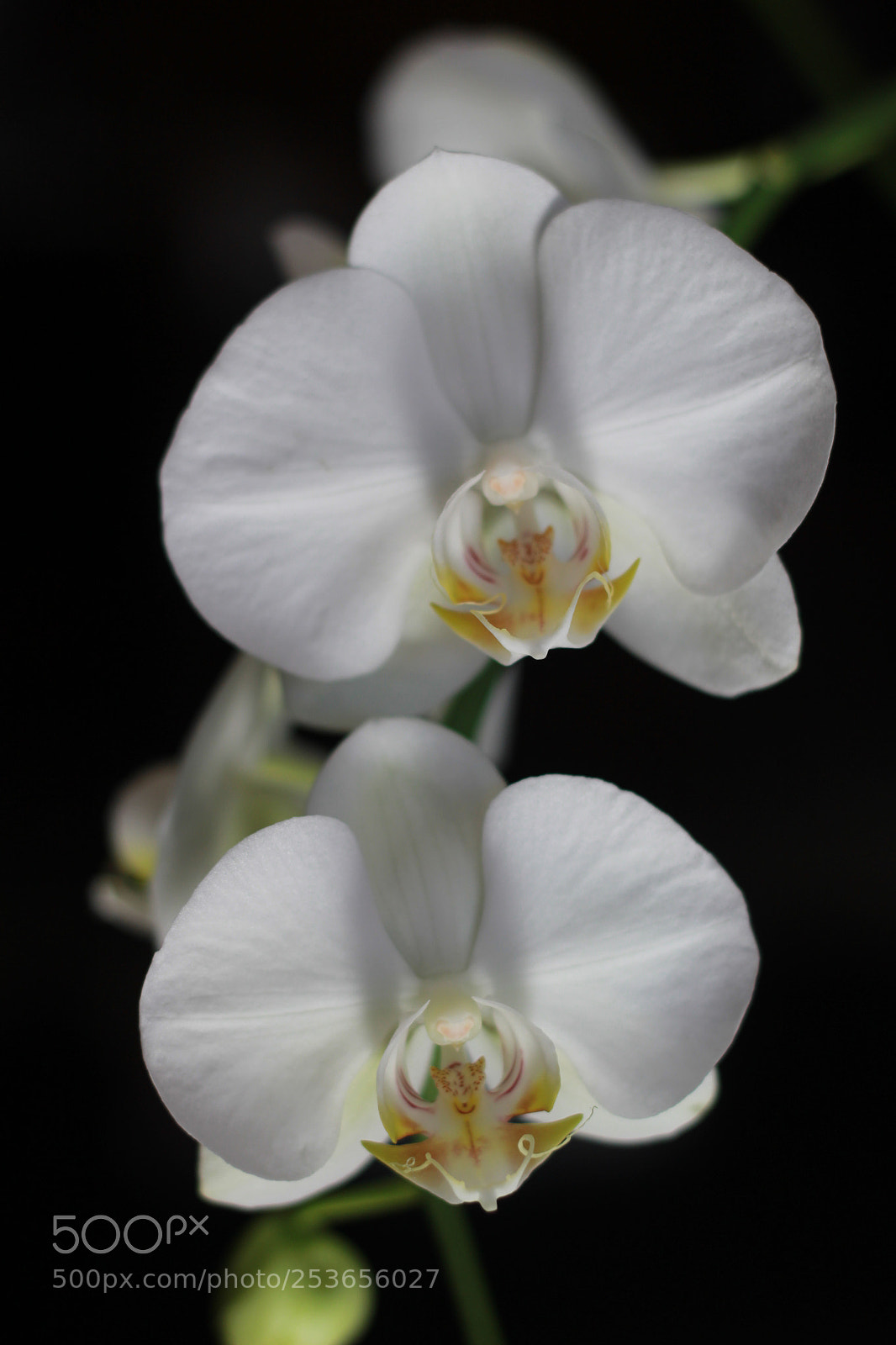 Canon EOS 1200D (EOS Rebel T5 / EOS Kiss X70 / EOS Hi) sample photo. Twins photography