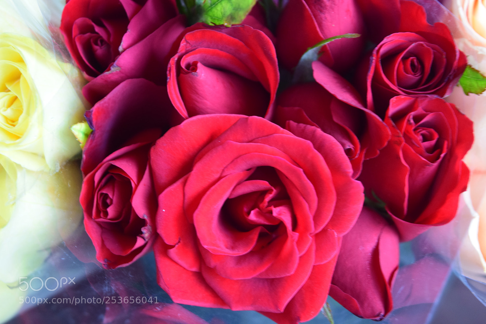 Nikon D3300 sample photo. Roses photography