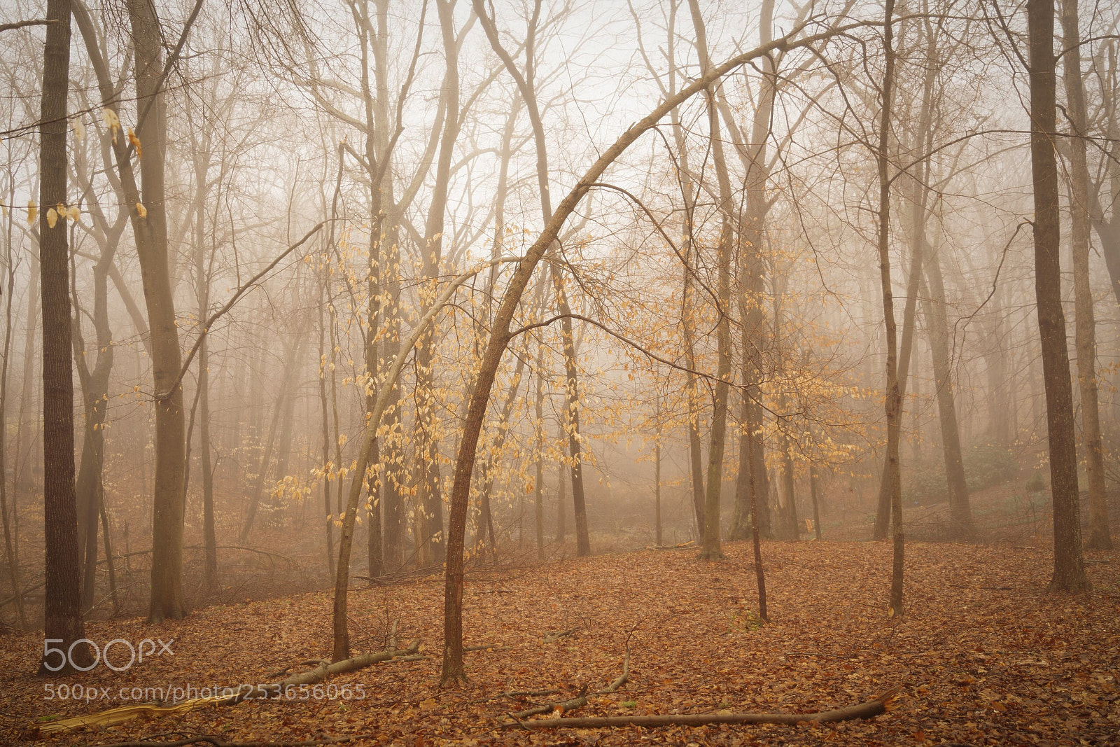 Sony a7R II sample photo. Leaning tree photography