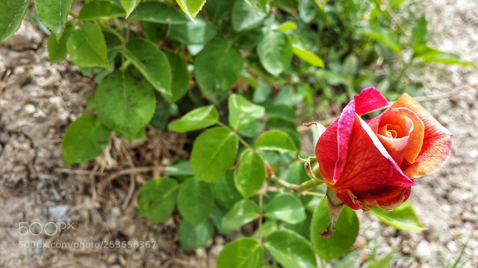 Samsung Galaxy S5 sample photo. Flower photography
