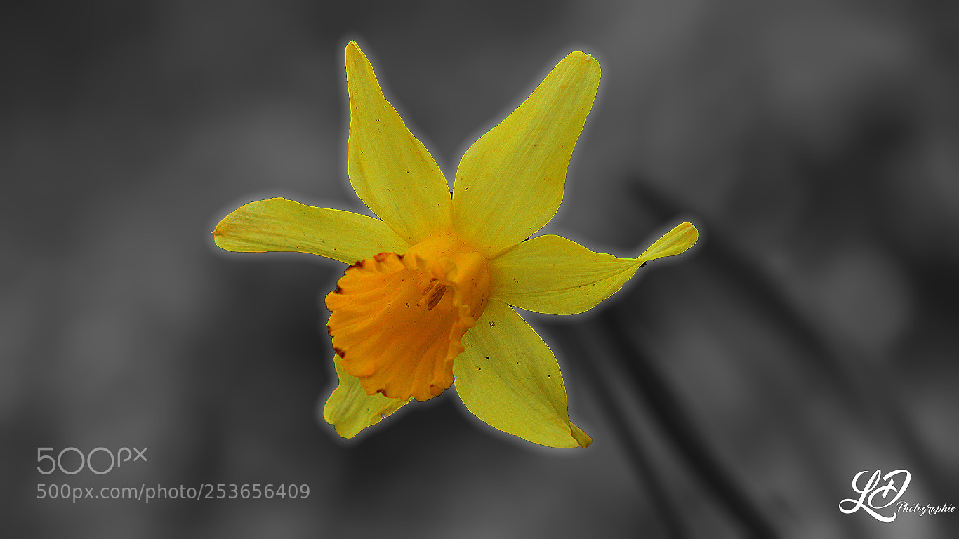 Nikon D5200 sample photo. Fleur photography