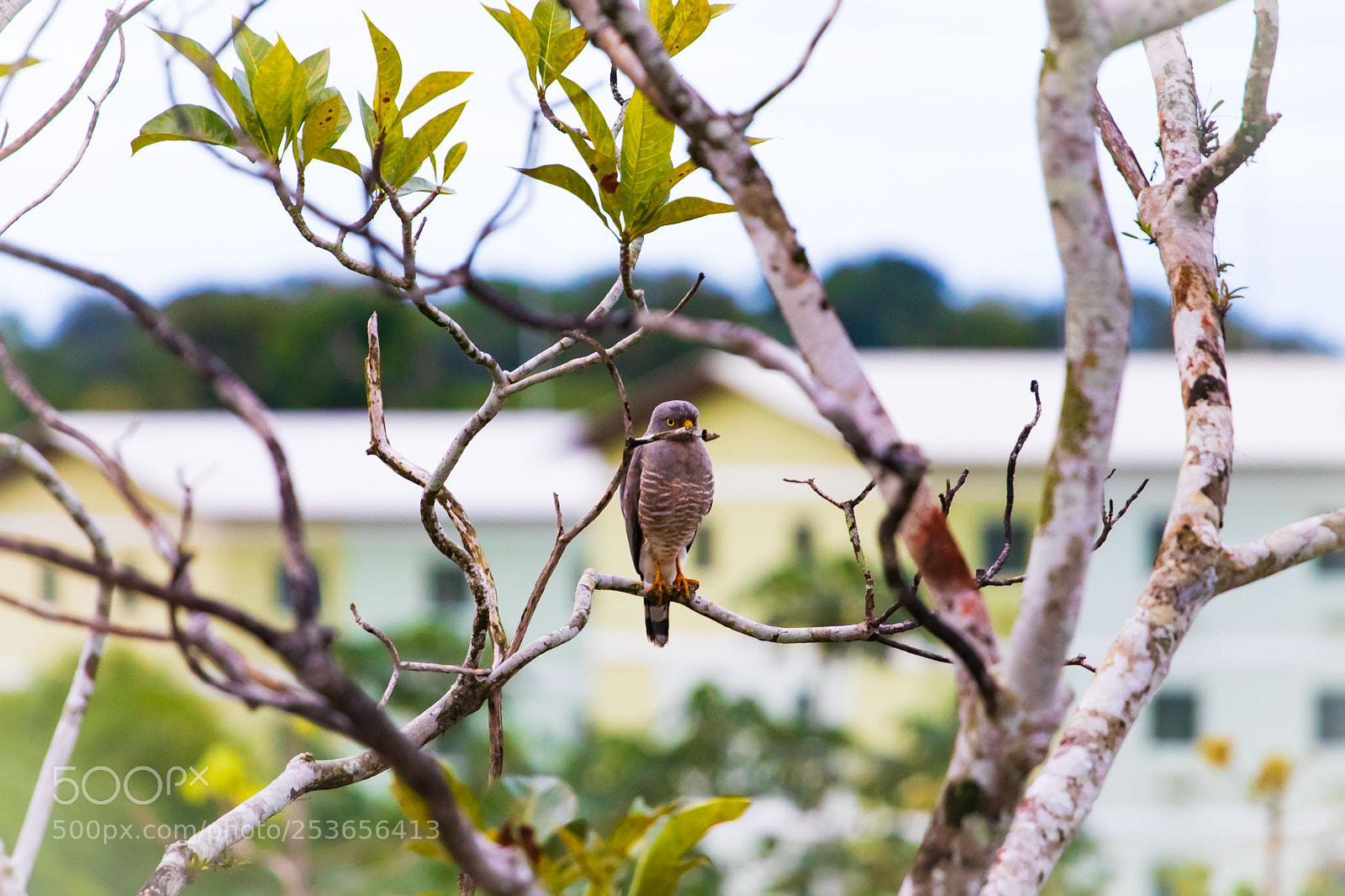 Canon EOS 77D (EOS 9000D / EOS 770D) sample photo. The  little hawk photography