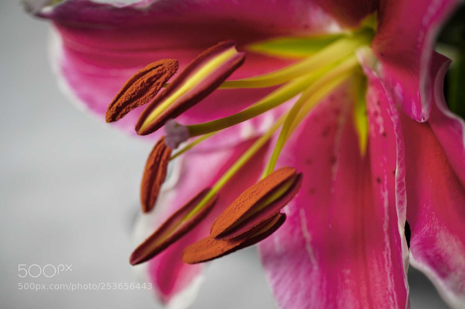 Sony a6000 sample photo. Lily photography