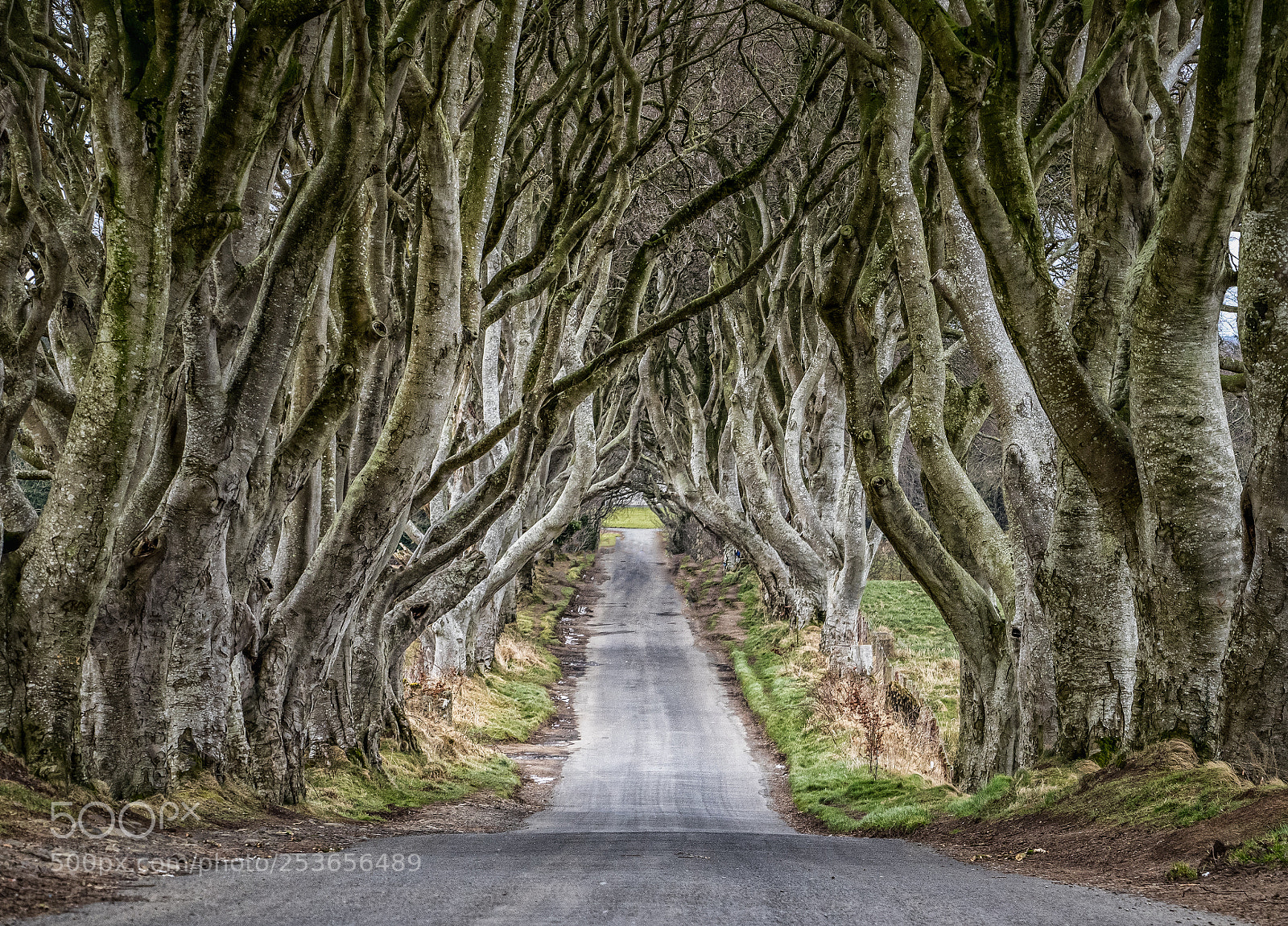 Olympus OM-D E-M1 sample photo. Dark hedges. county antrim photography