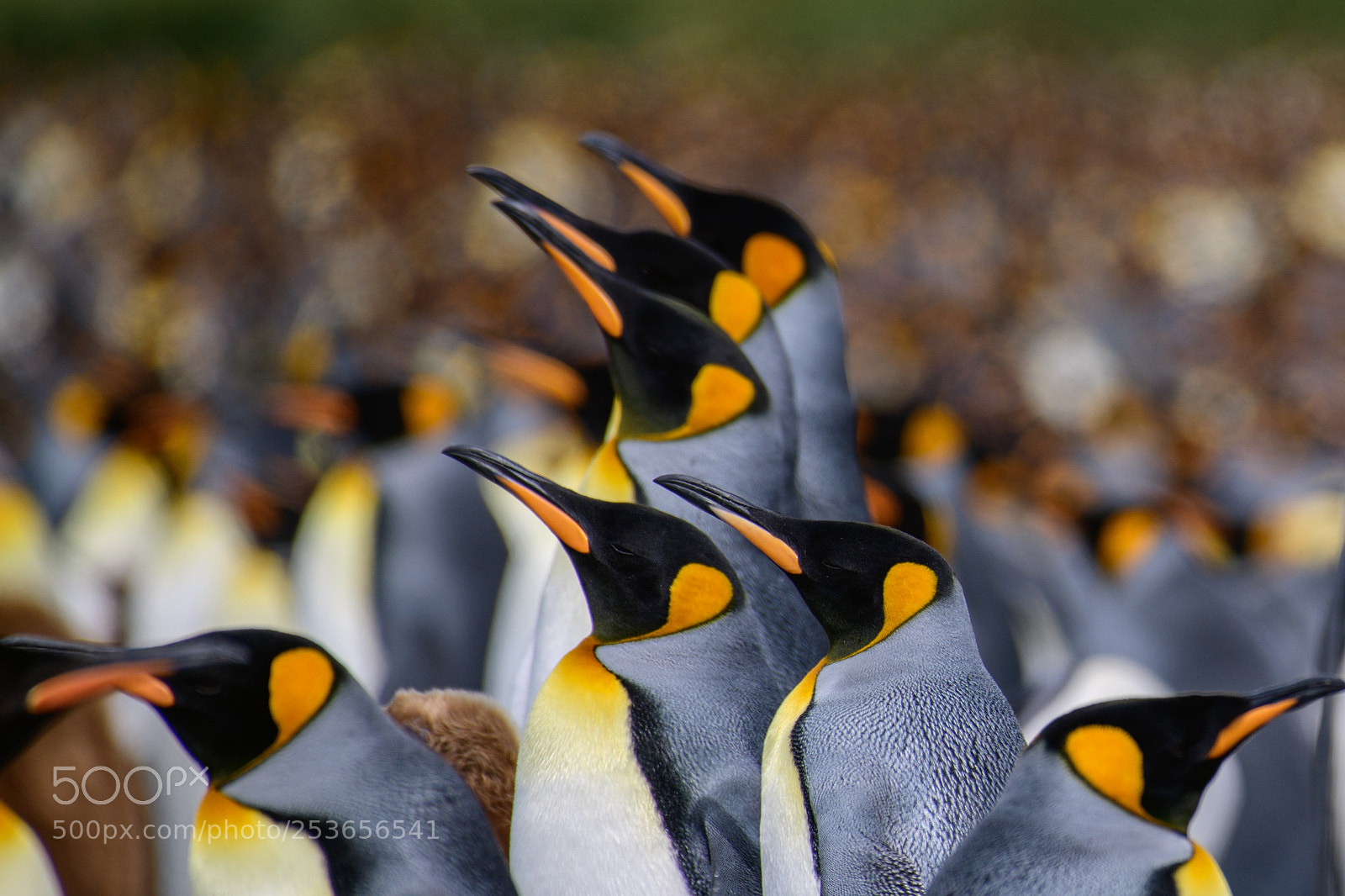Nikon D850 sample photo. King penguin photography