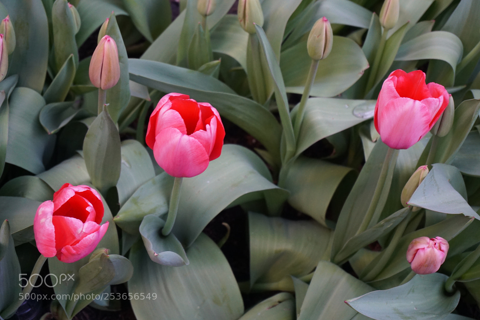 Sony a6000 sample photo. Flowers photography