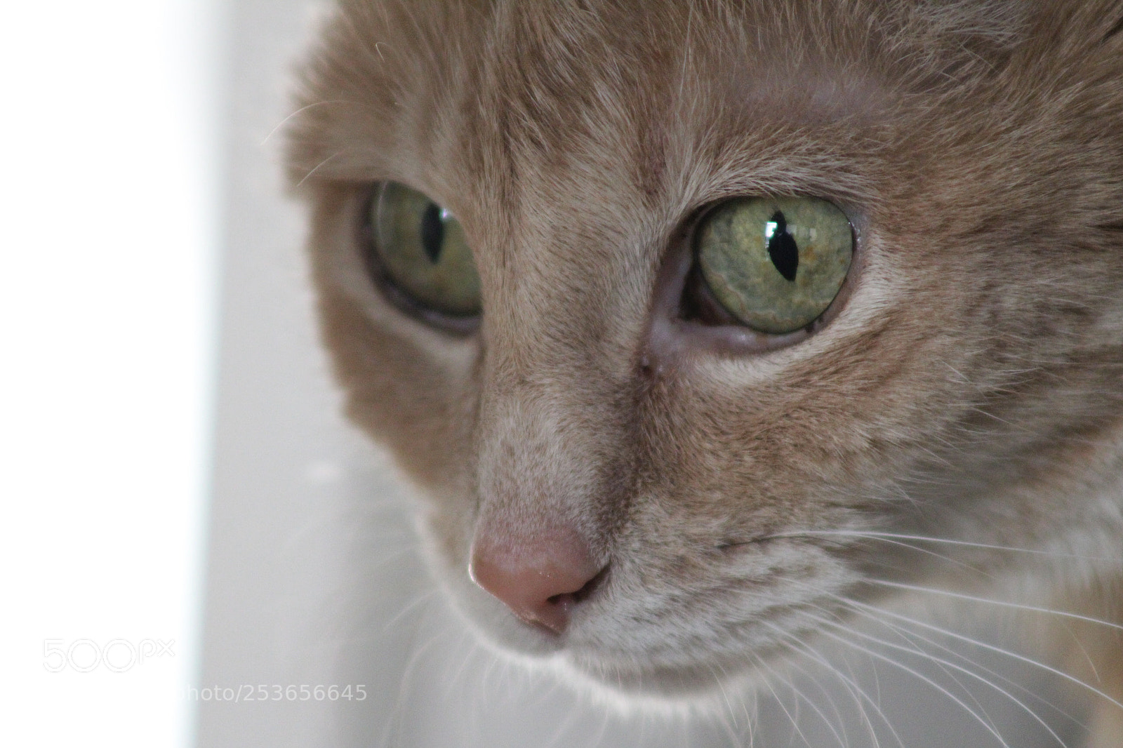 Canon EOS 1300D (EOS Rebel T6 / EOS Kiss X80) sample photo. Marble eyes photography