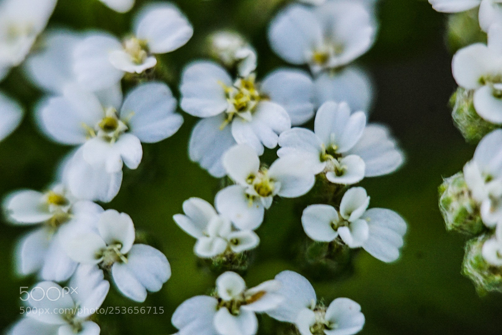 Sony a6000 sample photo. Petals up close 2 photography