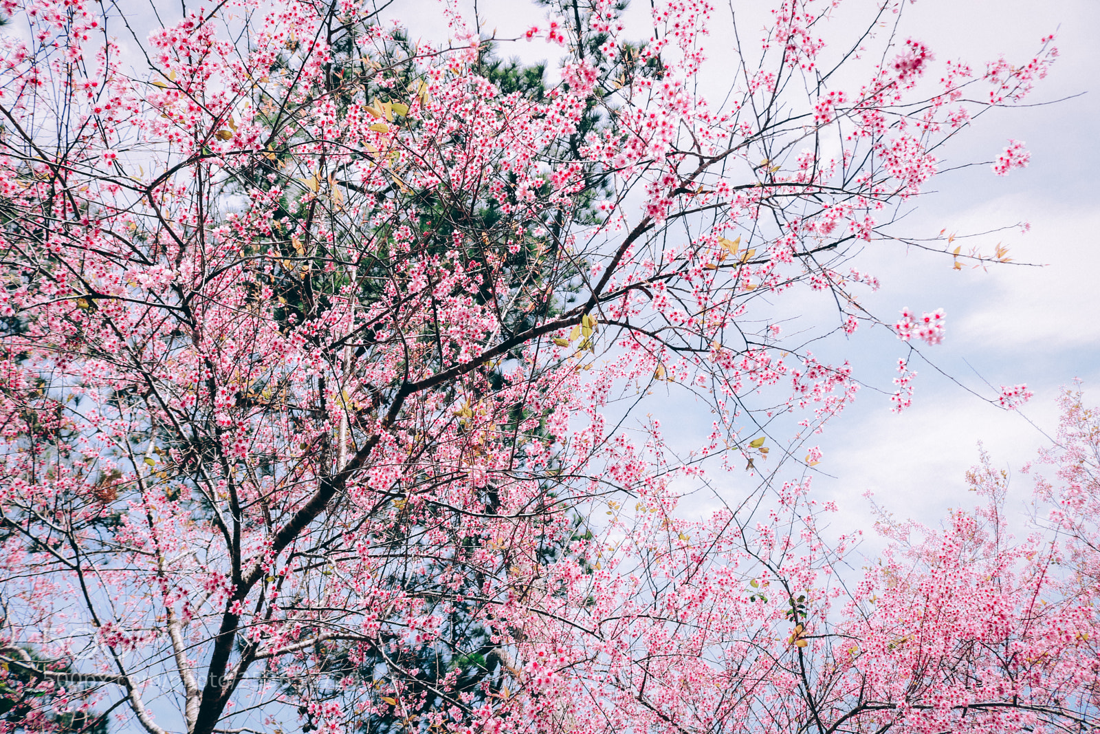 Canon EOS 750D (EOS Rebel T6i / EOS Kiss X8i) sample photo. Sakura photography