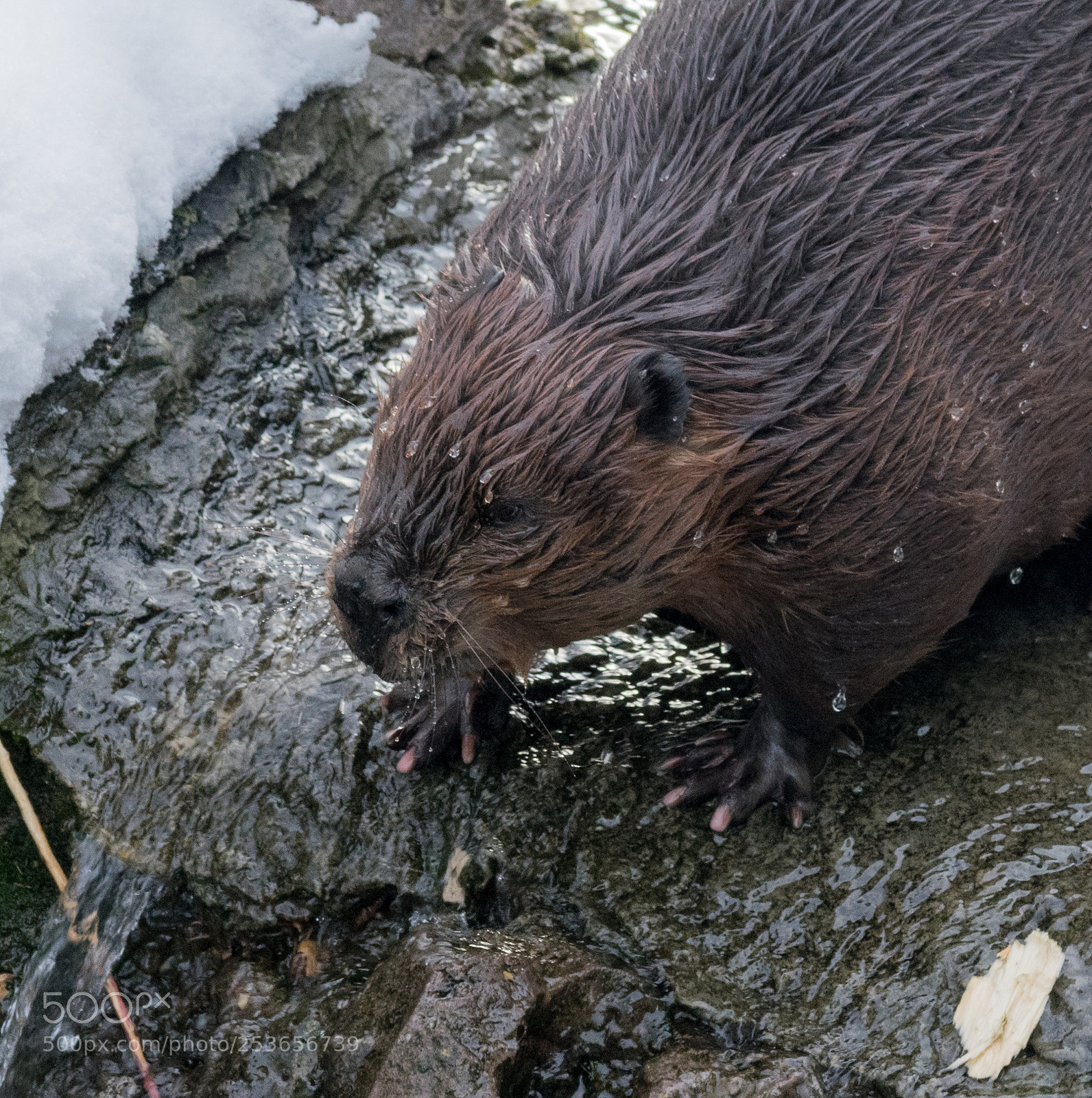 Nikon D3300 sample photo. Beaver - a portrait photography