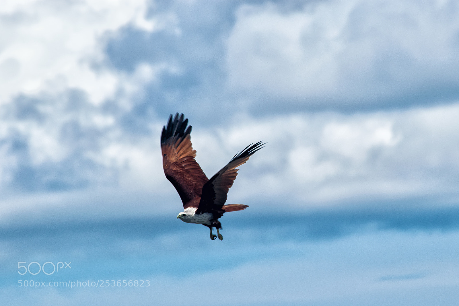 Nikon D5300 sample photo. Hawk on hunting photography