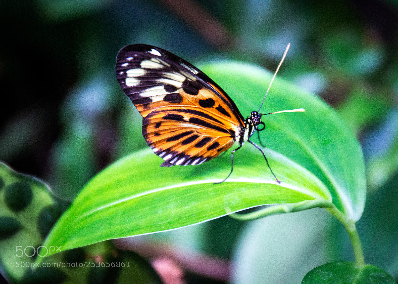 Canon EOS 600D (Rebel EOS T3i / EOS Kiss X5) sample photo. Butterfly photography