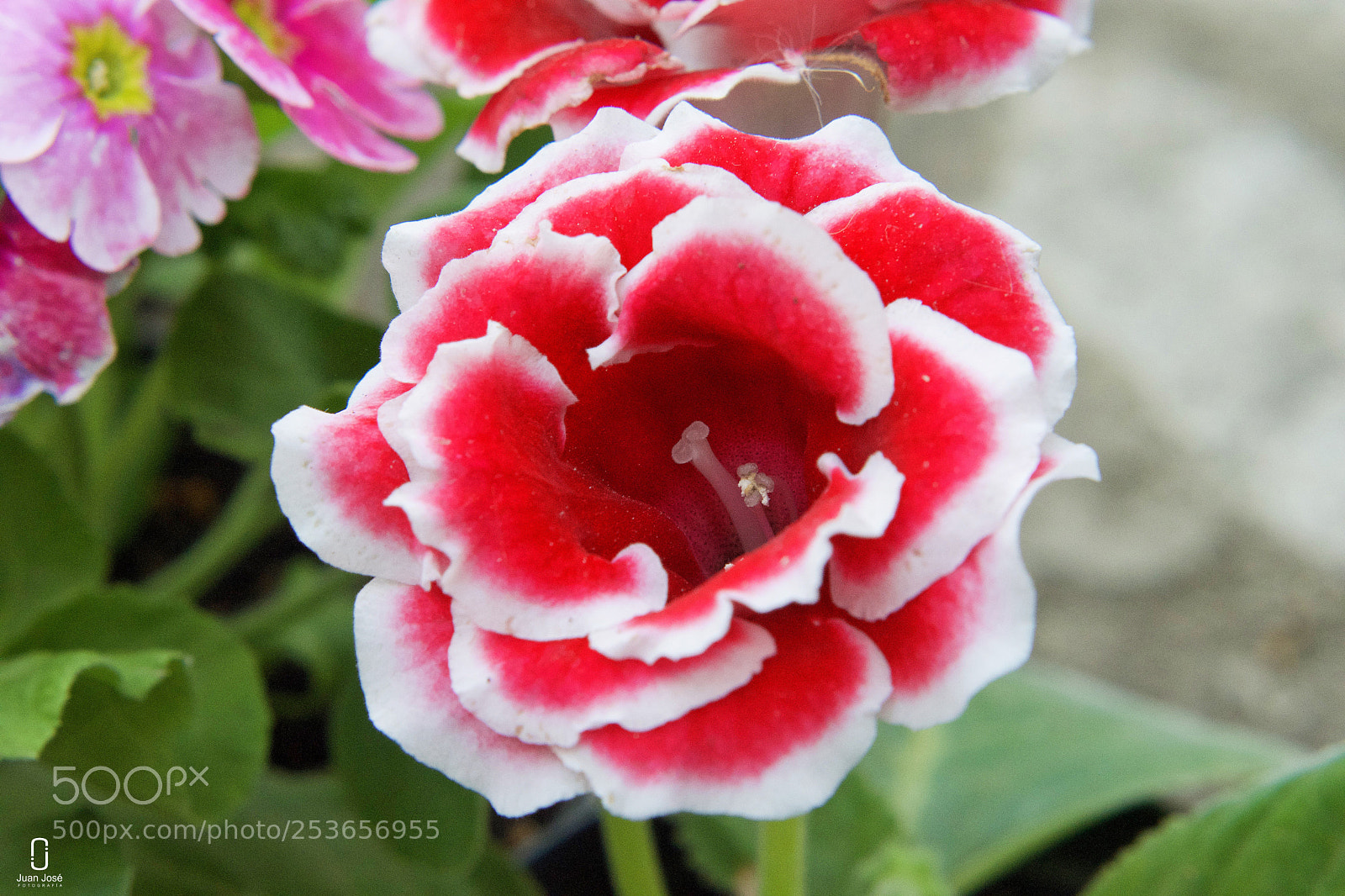 Nikon D5500 sample photo. Seducción photography