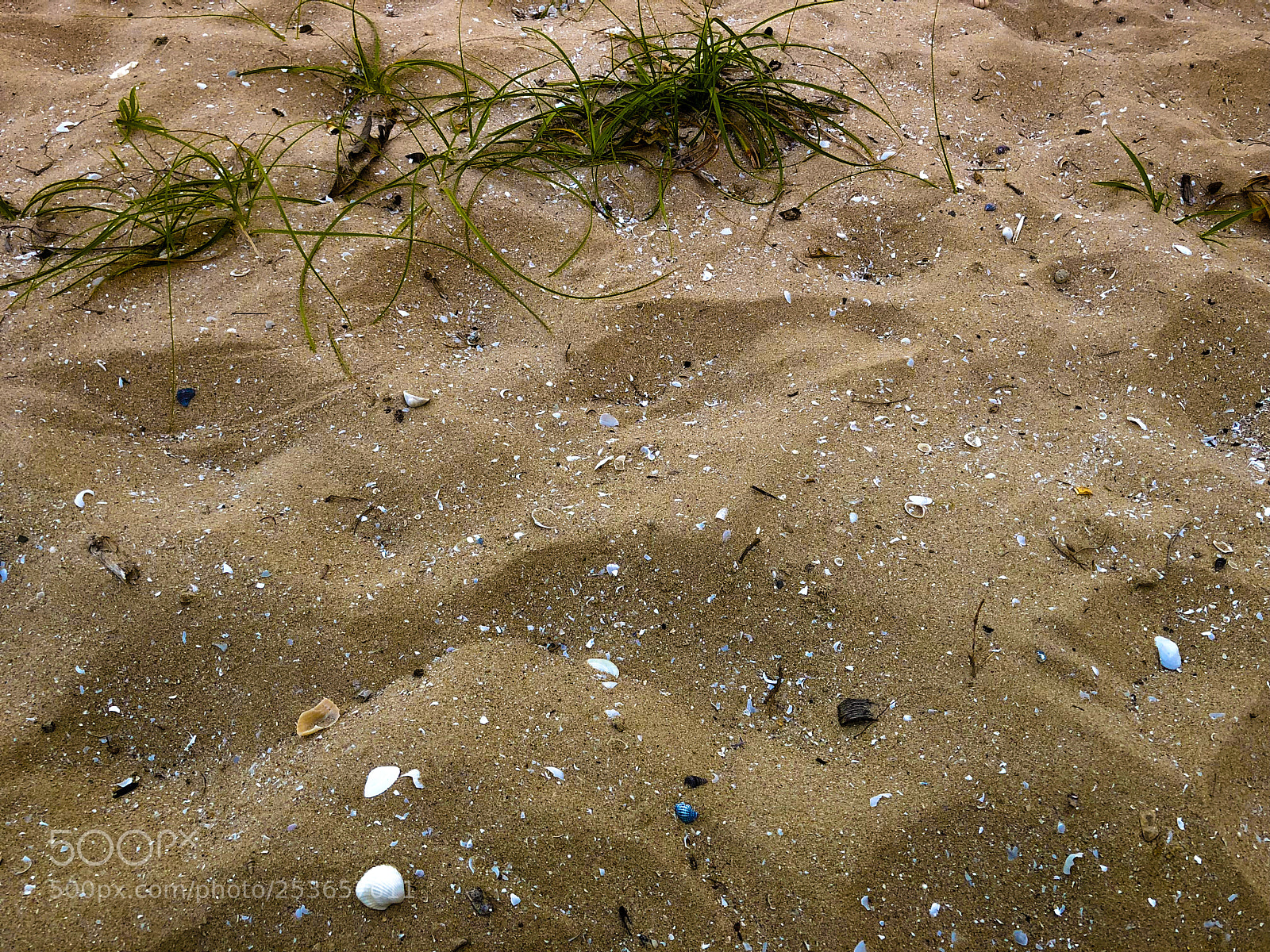 Apple iPhone 8 Plus sample photo. Nature sand with details photography