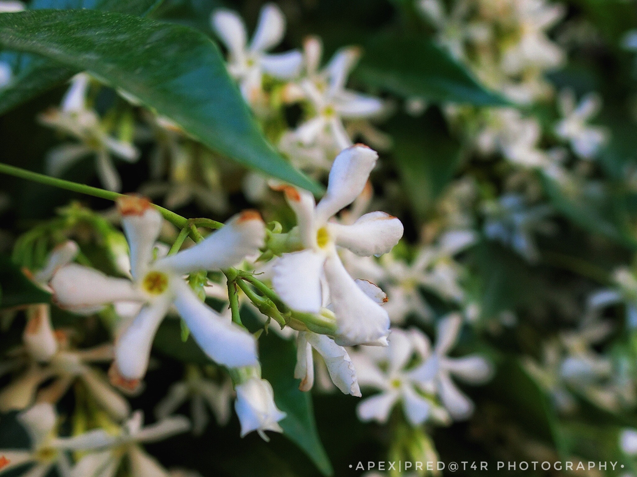 CASIO EX-100 sample photo. White through green photography