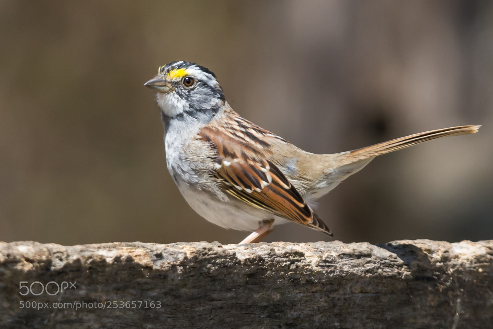 Nikon D7100 sample photo. Common house sparrow photography