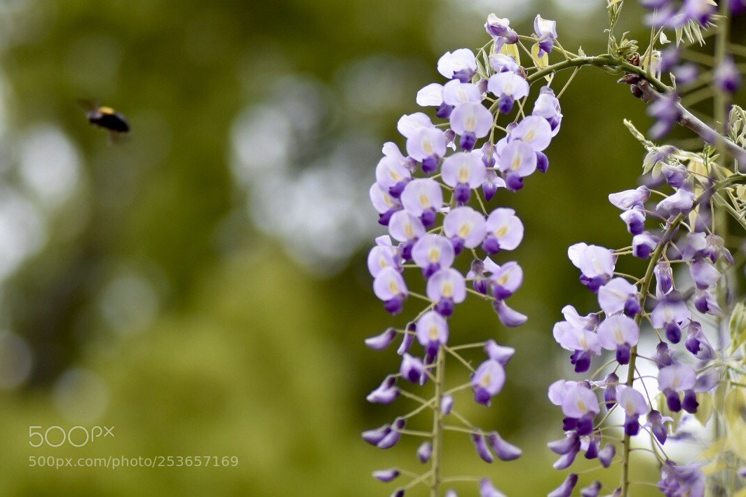 Nikon D7200 sample photo. Wisteria flowers photography