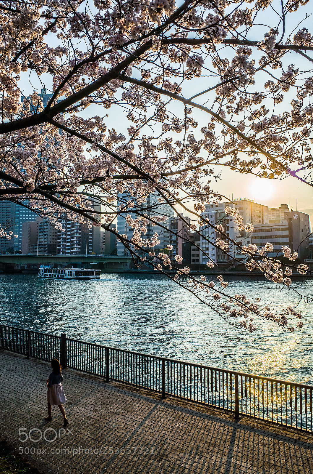 Ricoh GR II sample photo. Cherry blossoms by the photography