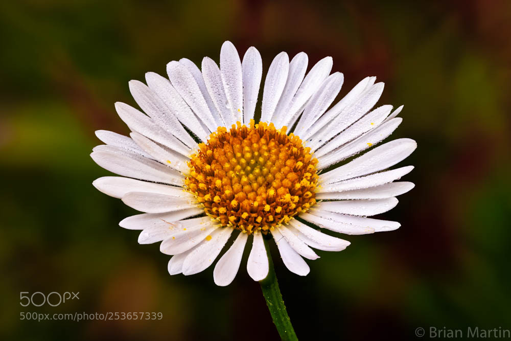 Sony a7R III sample photo. Little daisy day photography