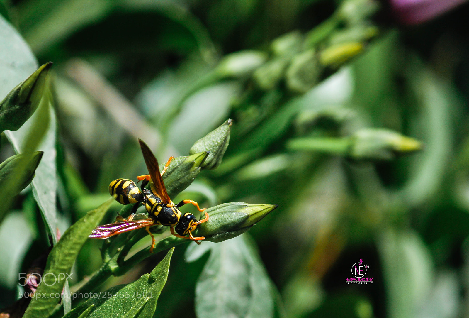Canon EOS 60D sample photo. Untitled photography