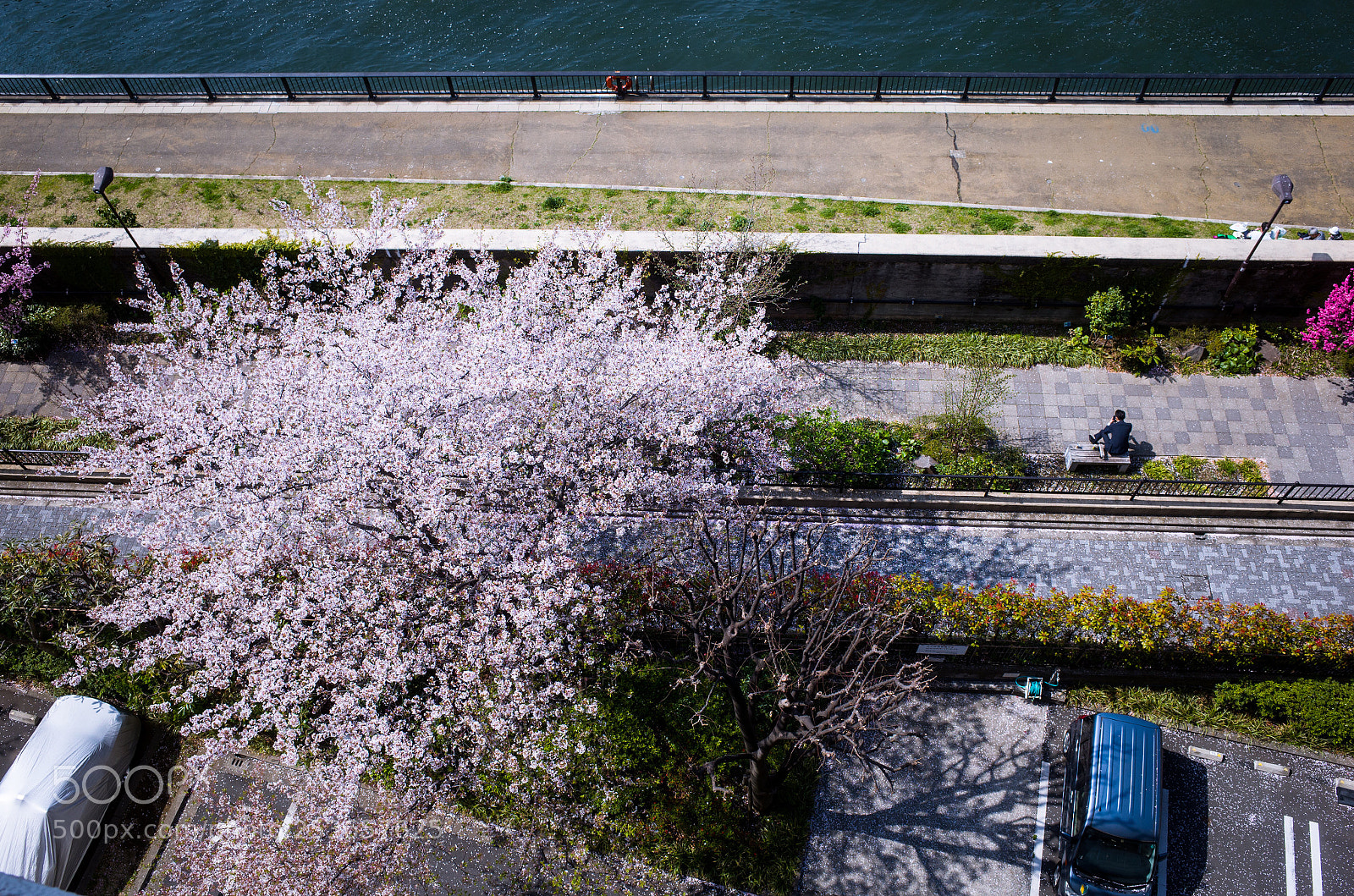 Ricoh GR II sample photo. Cherry tree and a photography