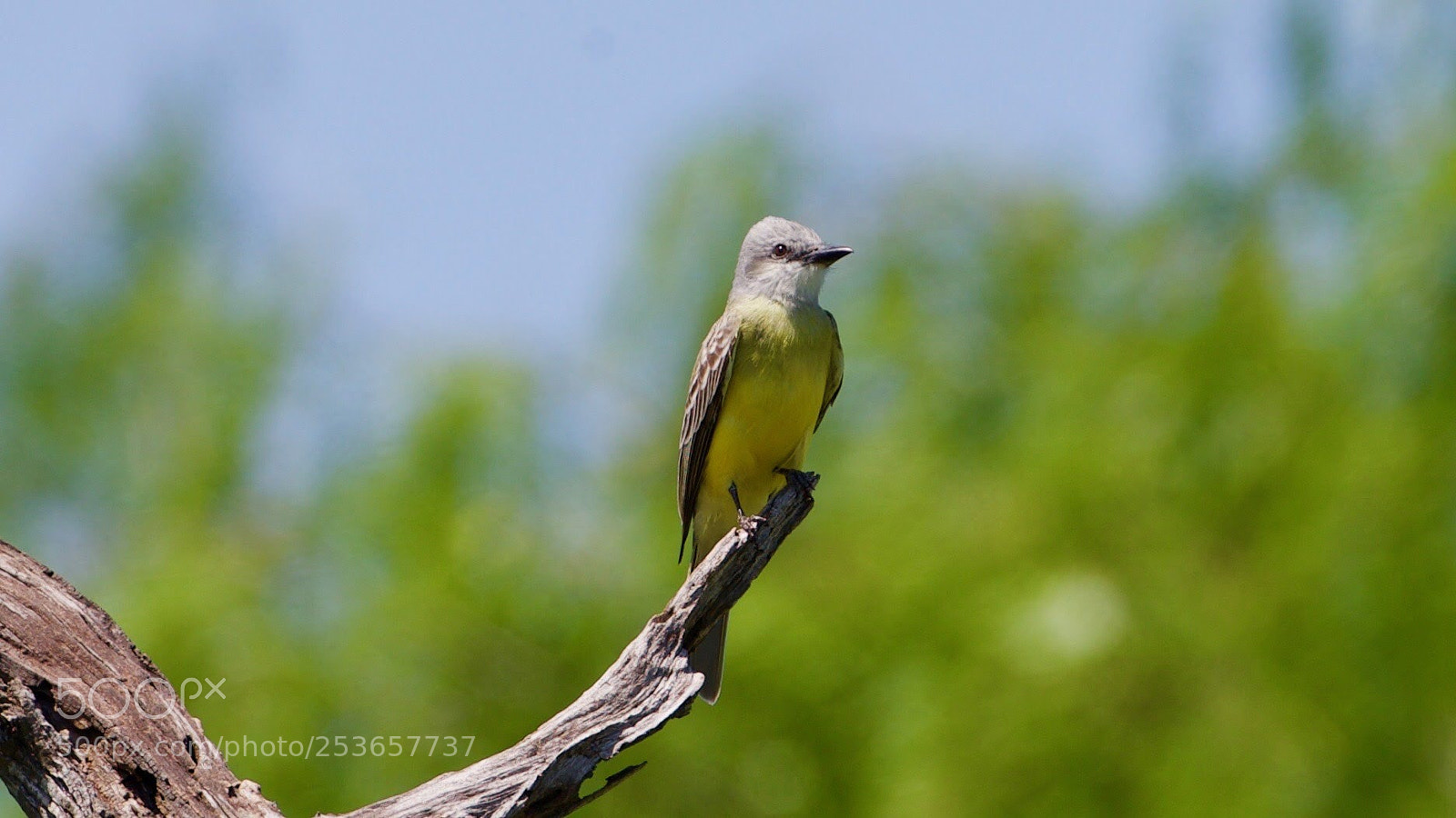 Canon EOS-1D X sample photo. Tropical kingbird  photography