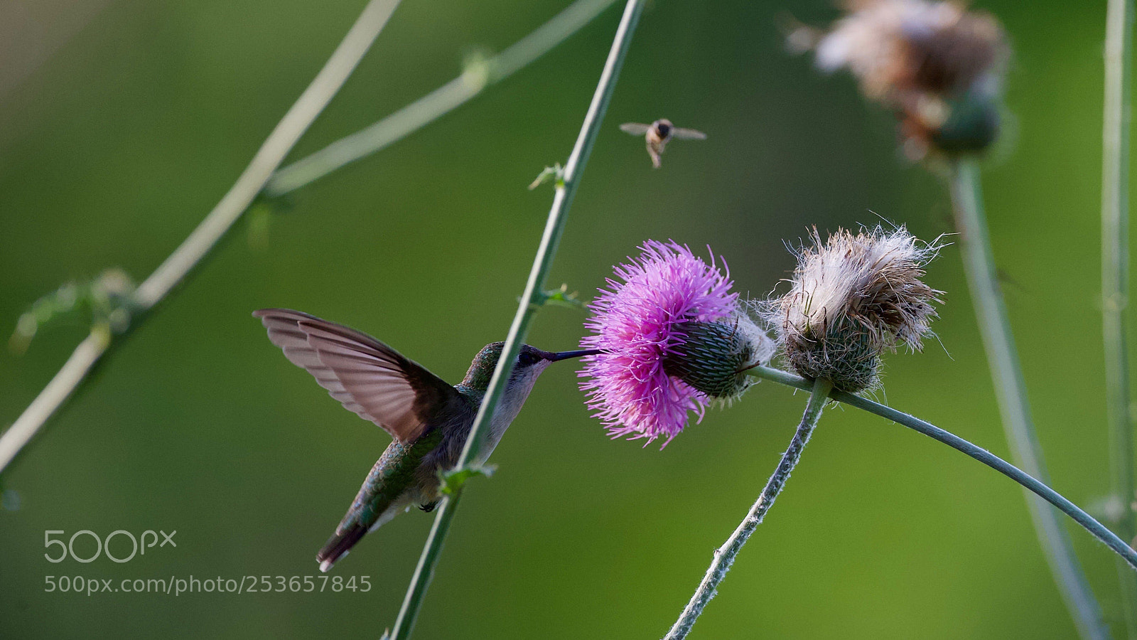 Canon EOS-1D X sample photo. Hummingbird 
 photography