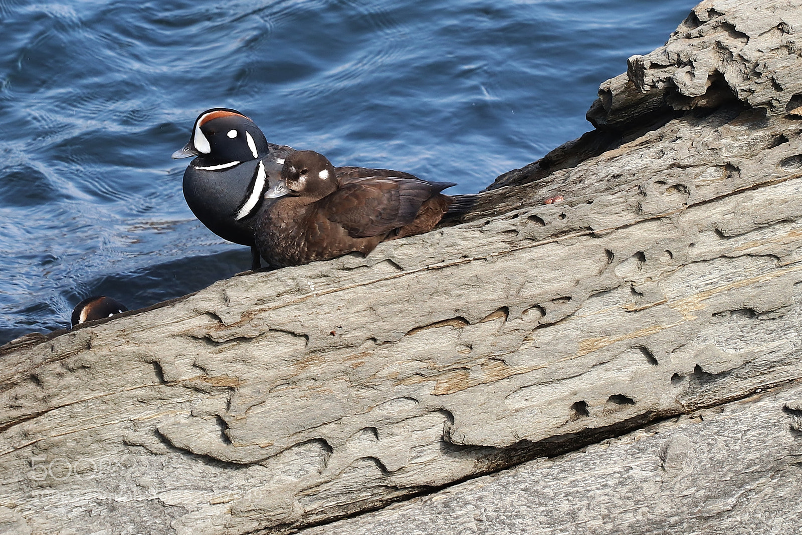 Canon EOS 80D sample photo. Harlequin pair photography