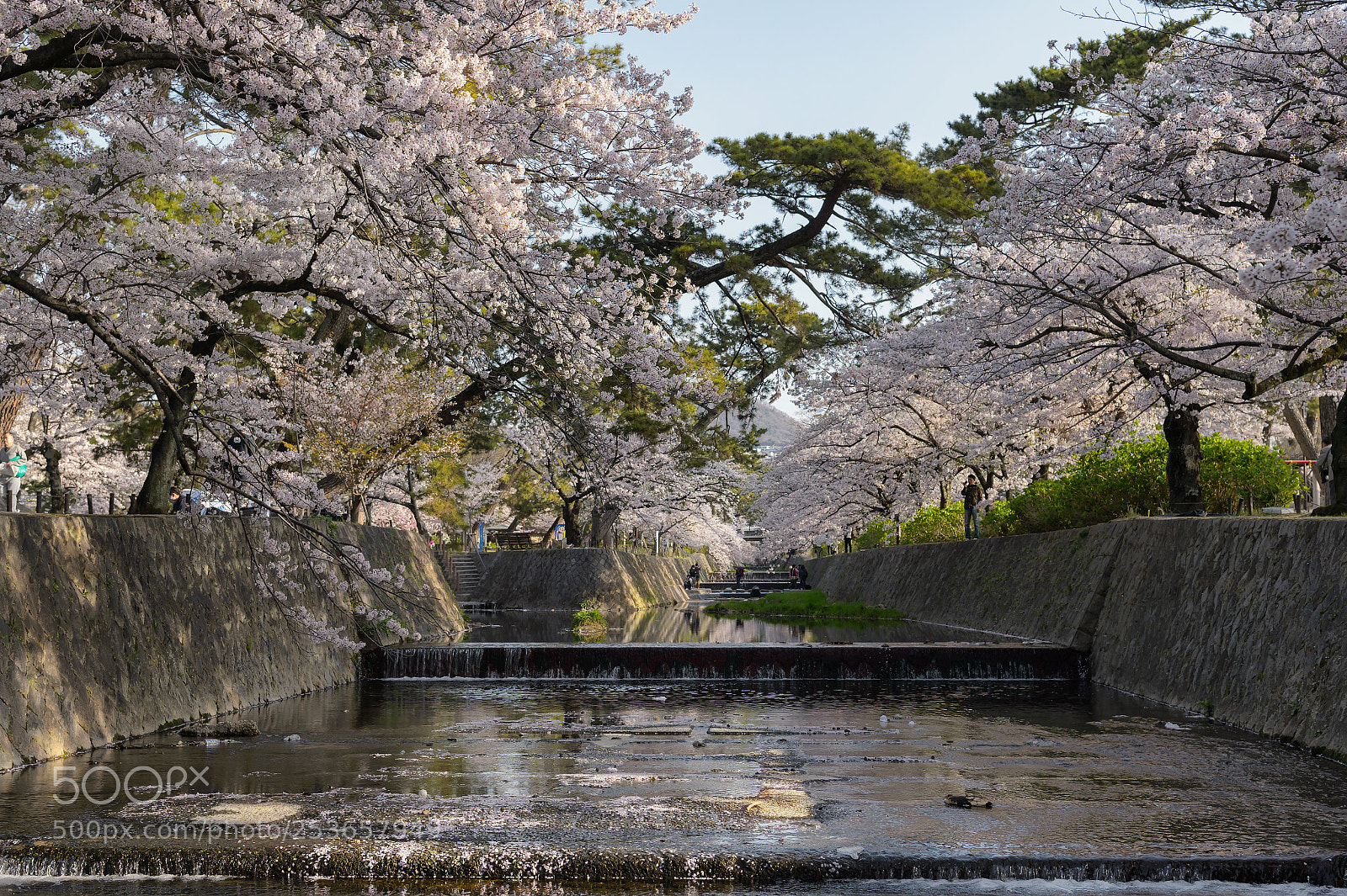 Nikon D4S sample photo. Sakura@shukugawa photography