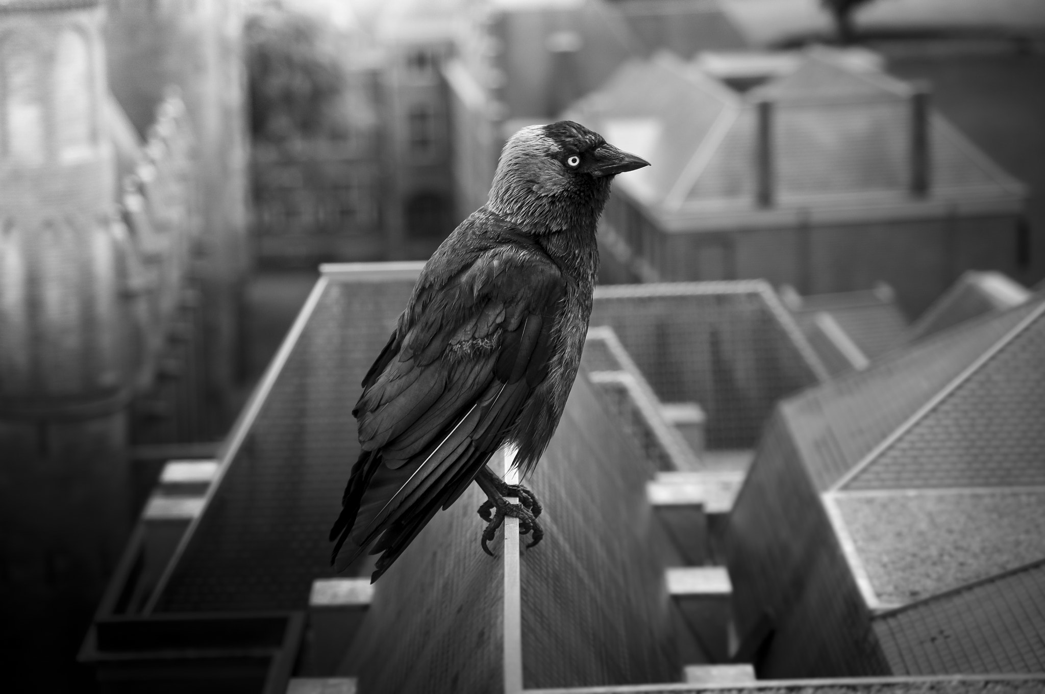 Pentax K-7 sample photo. Birds eye view photography
