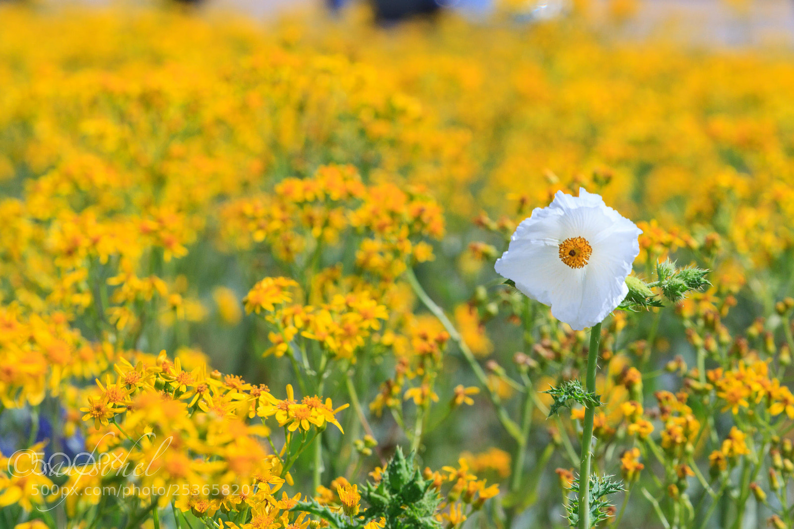Canon EOS 7D sample photo. Img photography