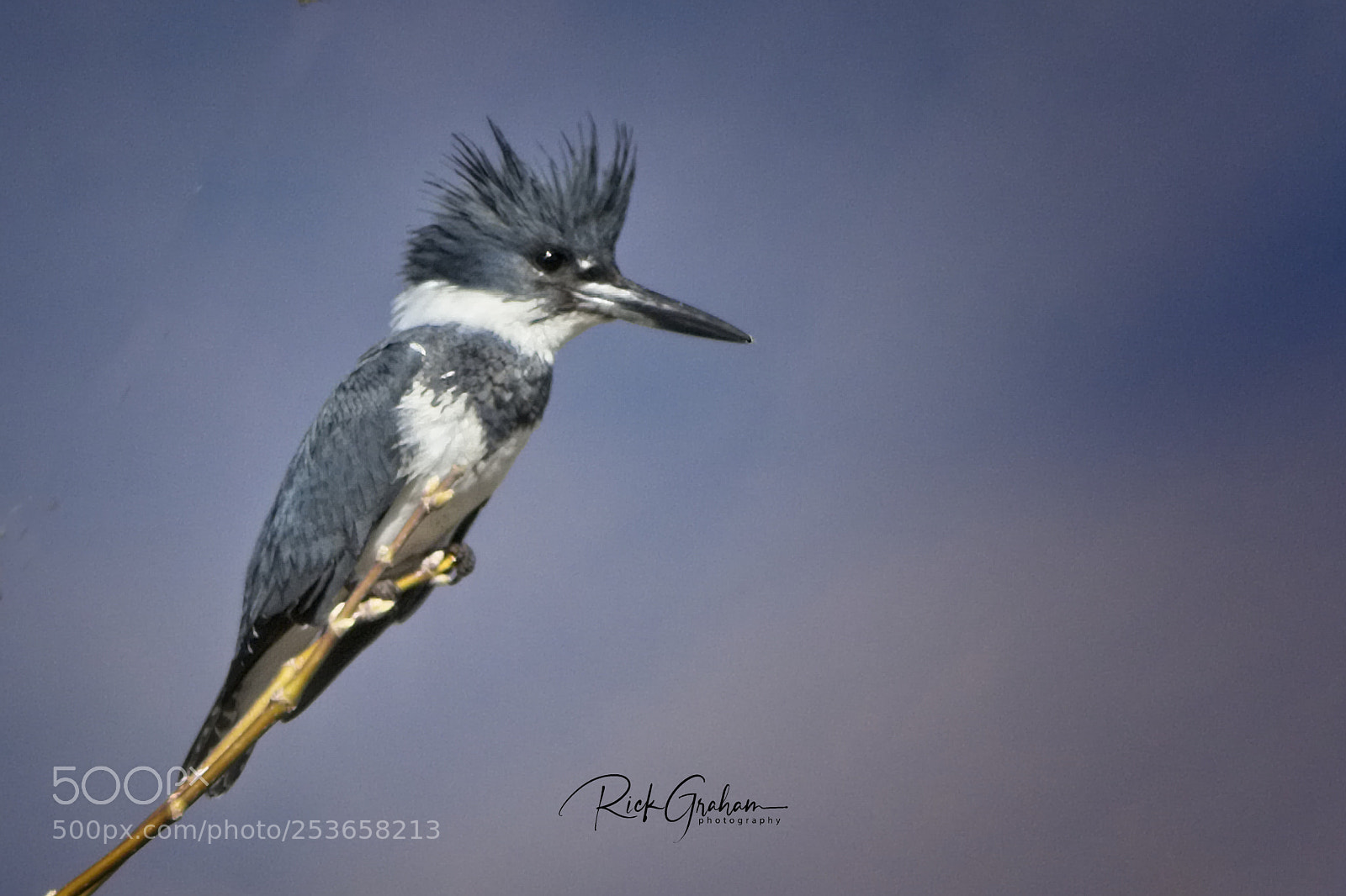 Canon EOS 80D sample photo. Belted kingfisher photography