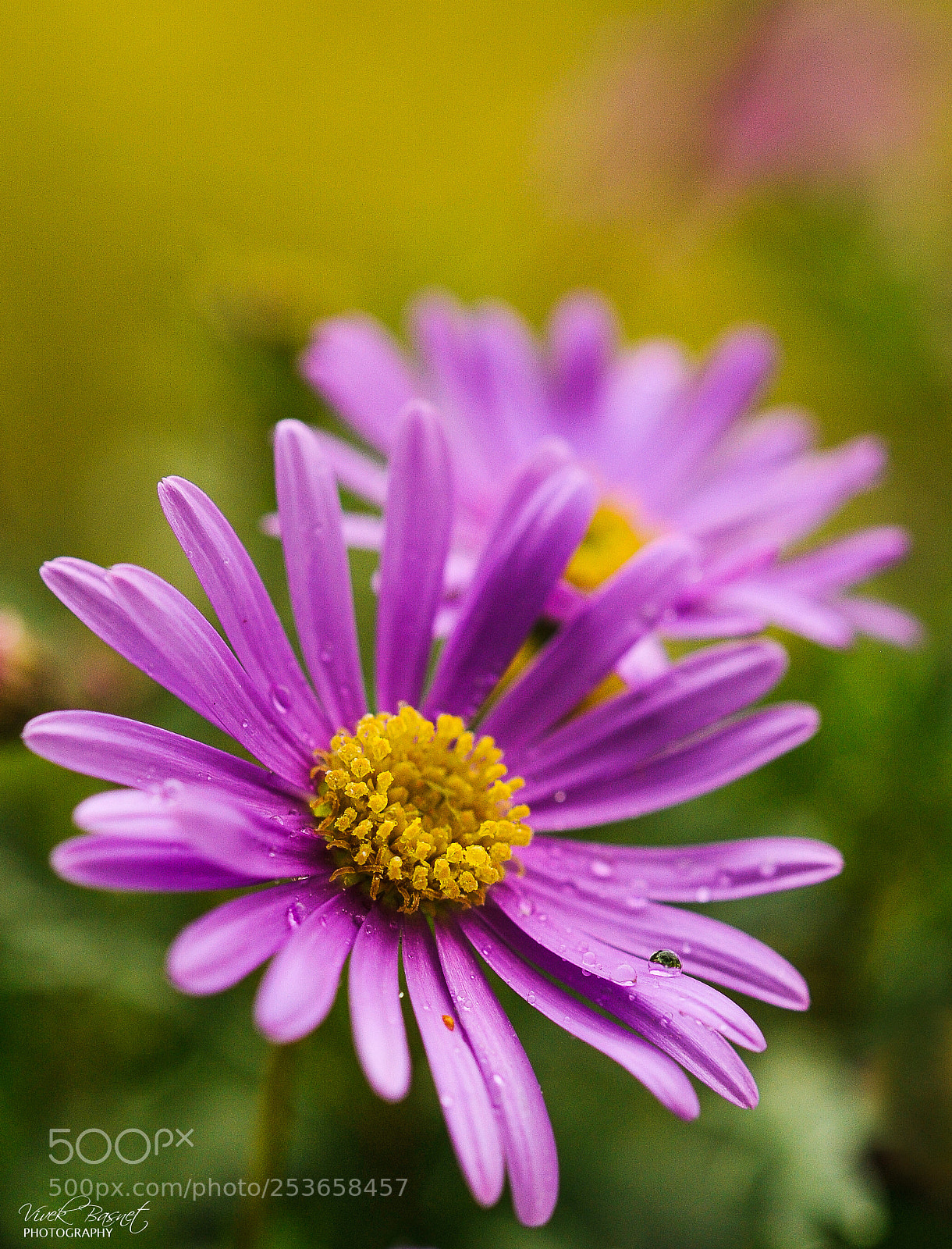 Nikon D700 sample photo. Flower photography