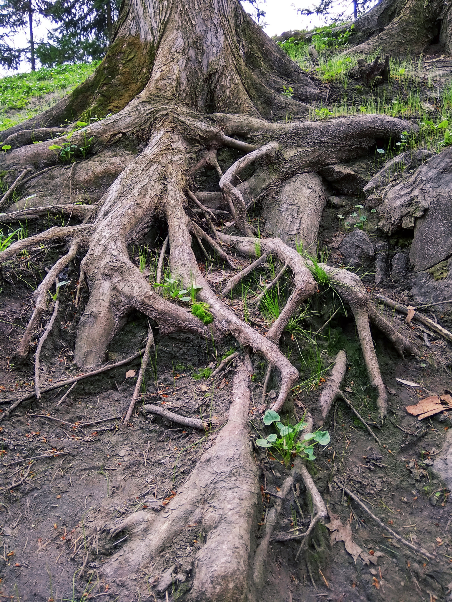 Xiaomi Redmi 5A sample photo. Roots photography