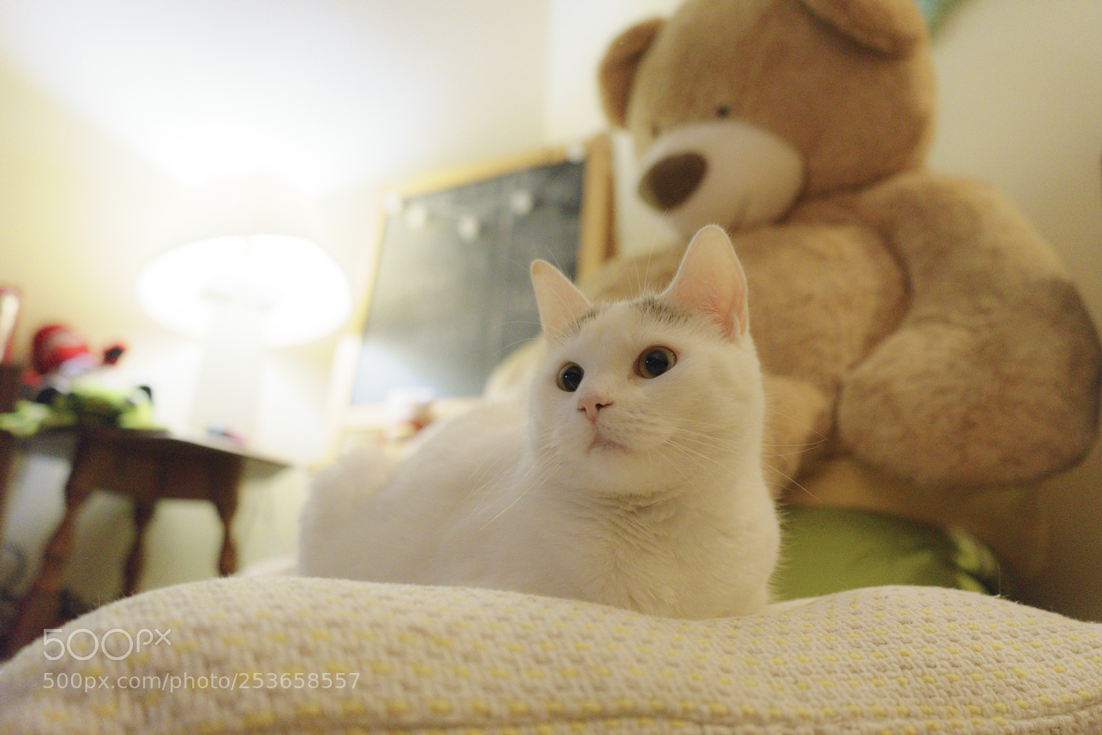 Sony a7 II sample photo. 饭团与熊熊 photography